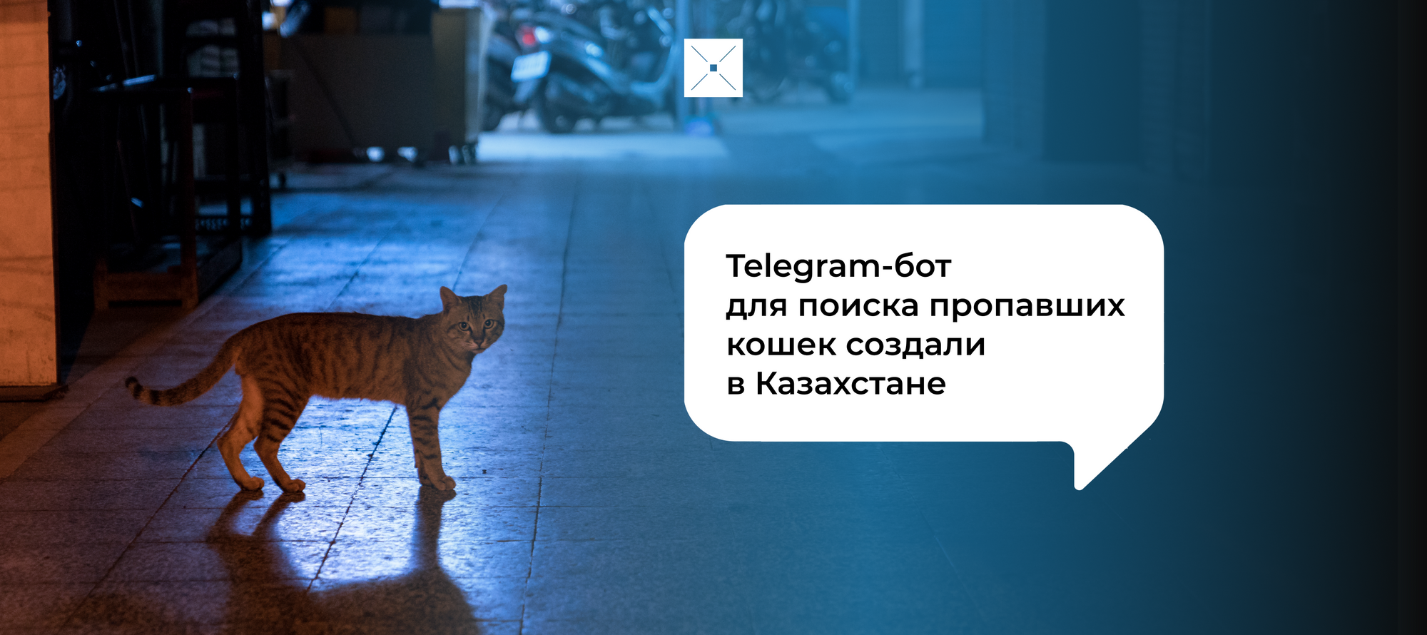 Telegram-бот для поиска пропавших кошек создали в Казахстане