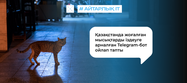 Қазақстанда жоғалған мысықтарды іздеуге арналған Telegram-бот ойлап тапты